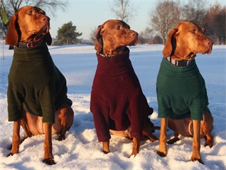 dog coats1