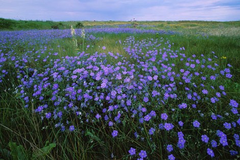 flax flower field
